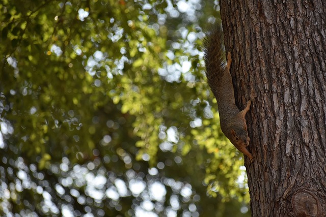 何领先篮网 何领先篮网