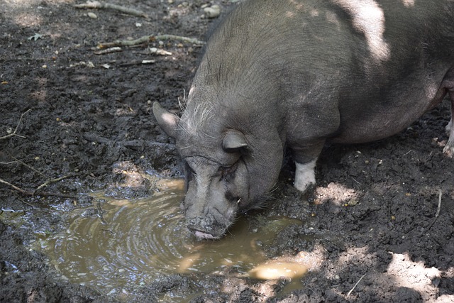 但这并未阻 但这并未阻