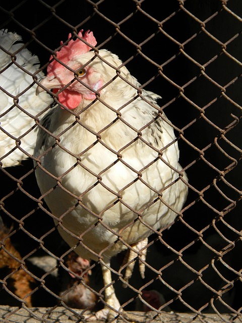 的重要部分 的重要部分